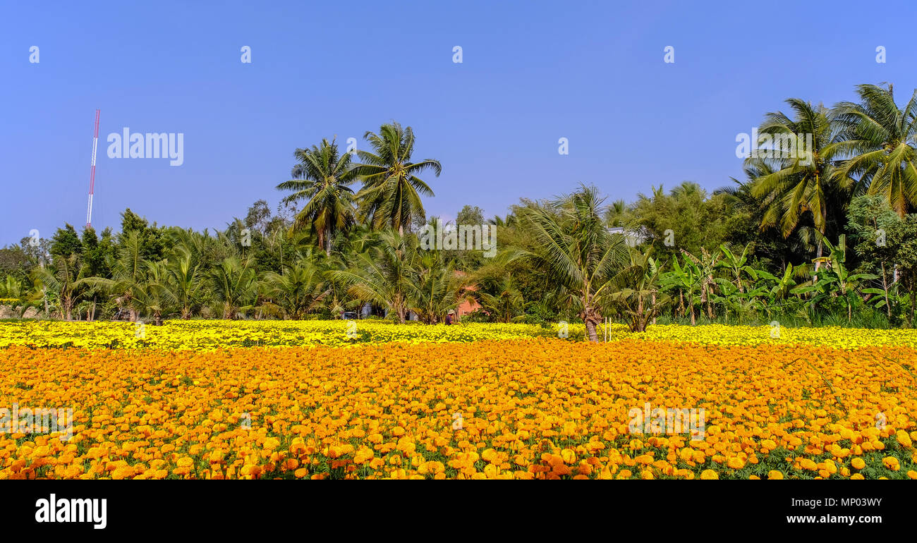 Flower field at sunny day in Can Tho, Vietnam. Stock Photo
