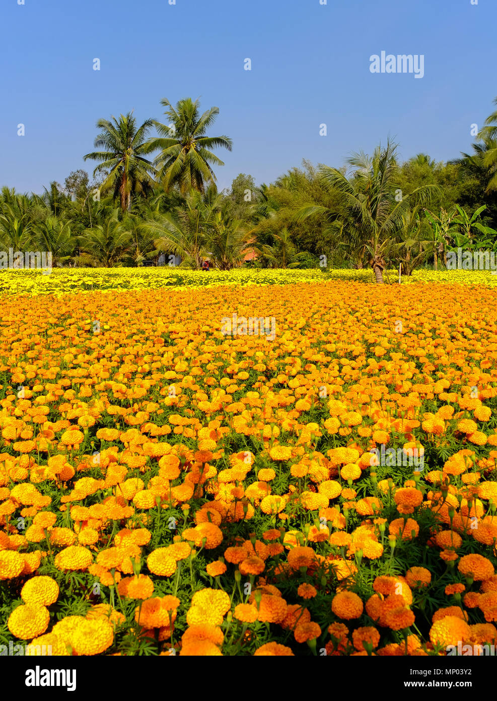 Flower field at sunny day in Can Tho, Vietnam. Stock Photo