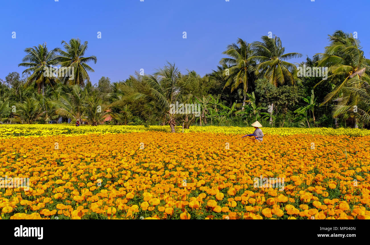 A woman working on flower field at spring time in Mekong Delta, Southern Vietnam. Stock Photo