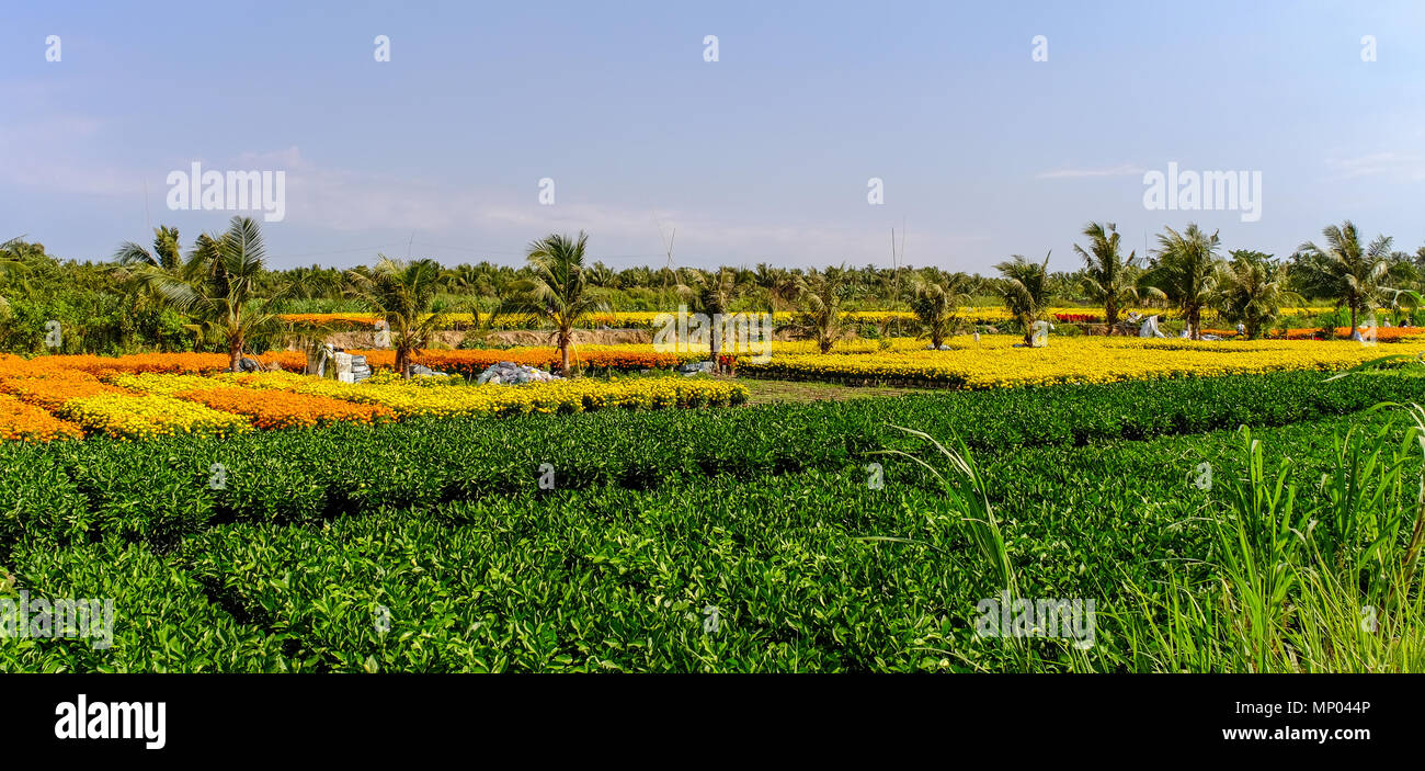 Flower plantation at spring time in Mekong Delta, Vietnam. Stock Photo
