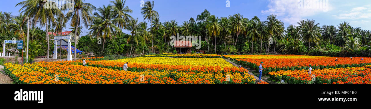 Can Tho, Vietnam - Jan 31, 2016. Panorama view of flower field at spring time in Can Tho, Vietnam. Stock Photo