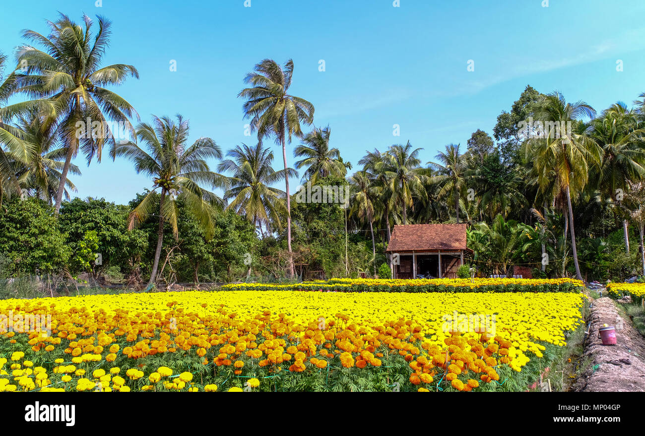 A rural house with flower field at spring time in Can Tho, Vietnam. Stock Photo