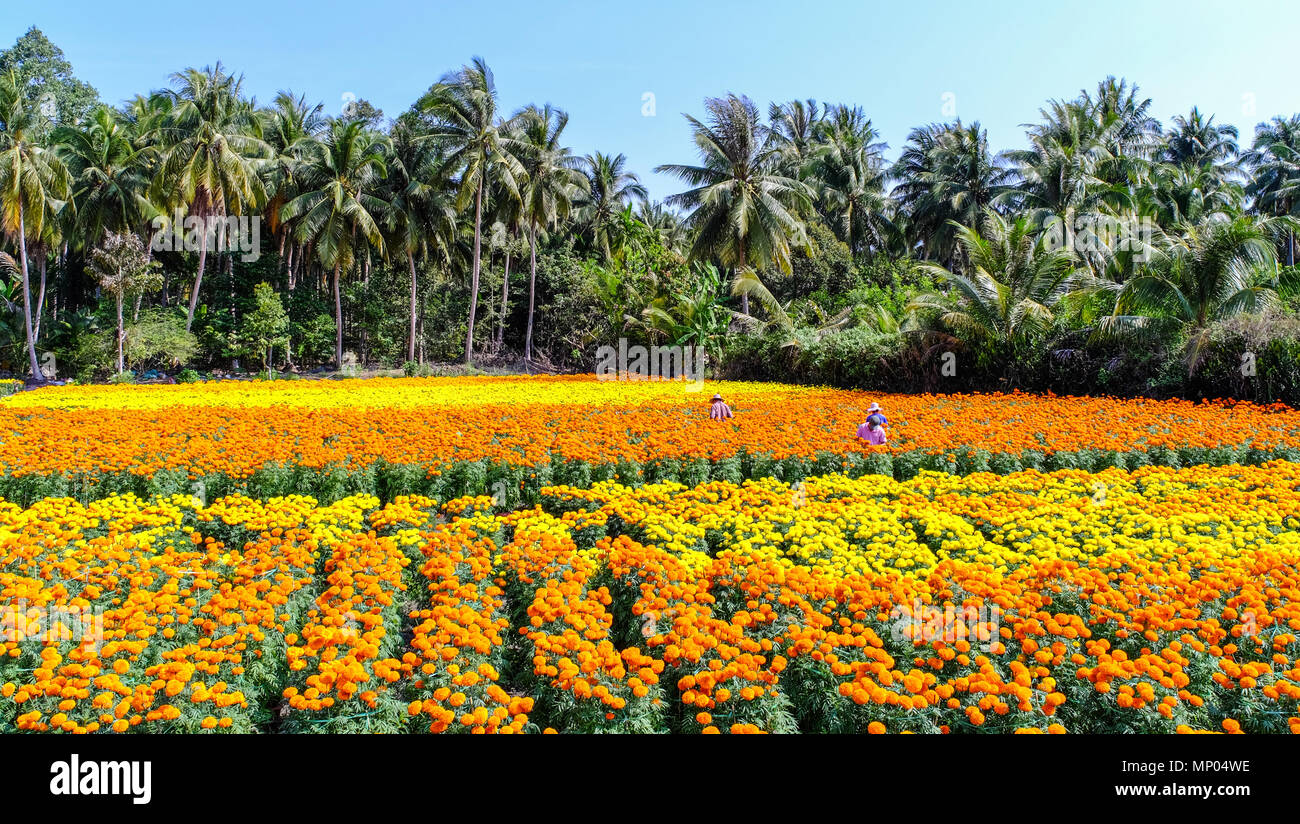 Flower field at sunny day in Can Tho Province, Southern Vietnam. Stock Photo