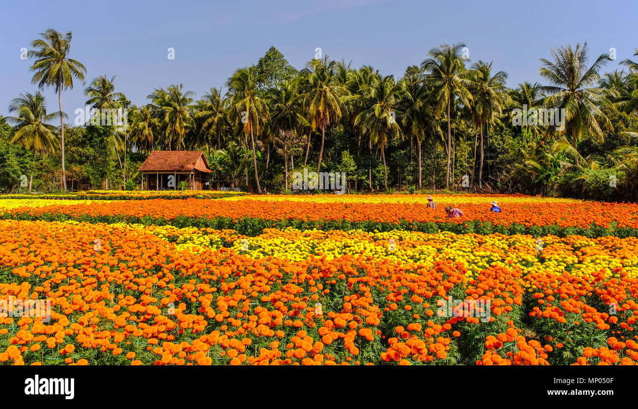Can Tho, Vietnam - Jan 31, 2016. People working on flower plantation at spring time in Can Tho, Vietnam. Stock Photo
