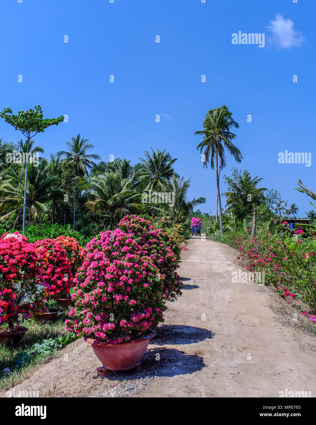 Flower plantation in Ben Tre Province, Mekong Delta, Vietnam Stock Photo
