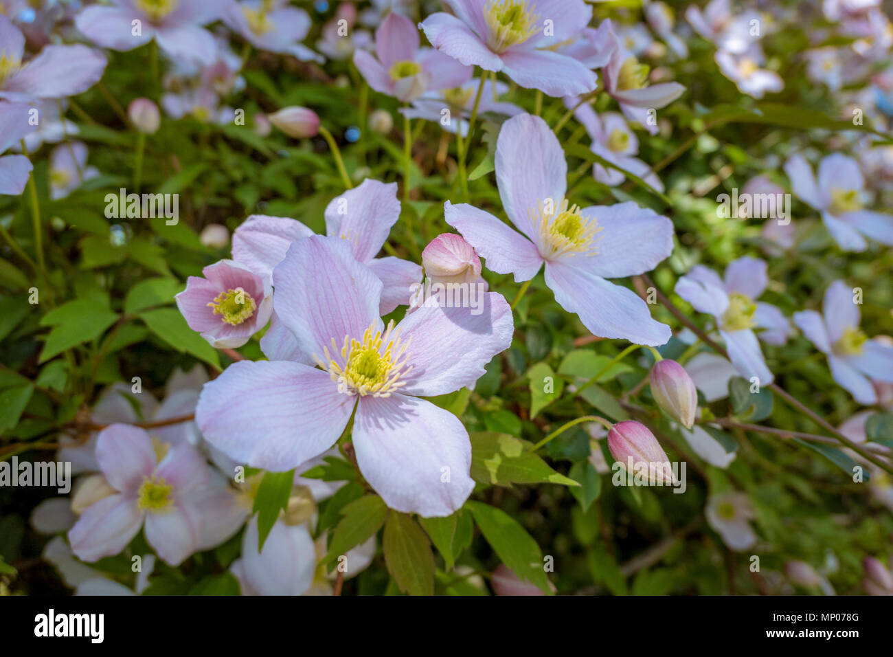 Flowering Anemone Clematis (Clematis montana cultivar Elisabeth), climbing plant. Bavaria, Germany, Europe Stock Photo