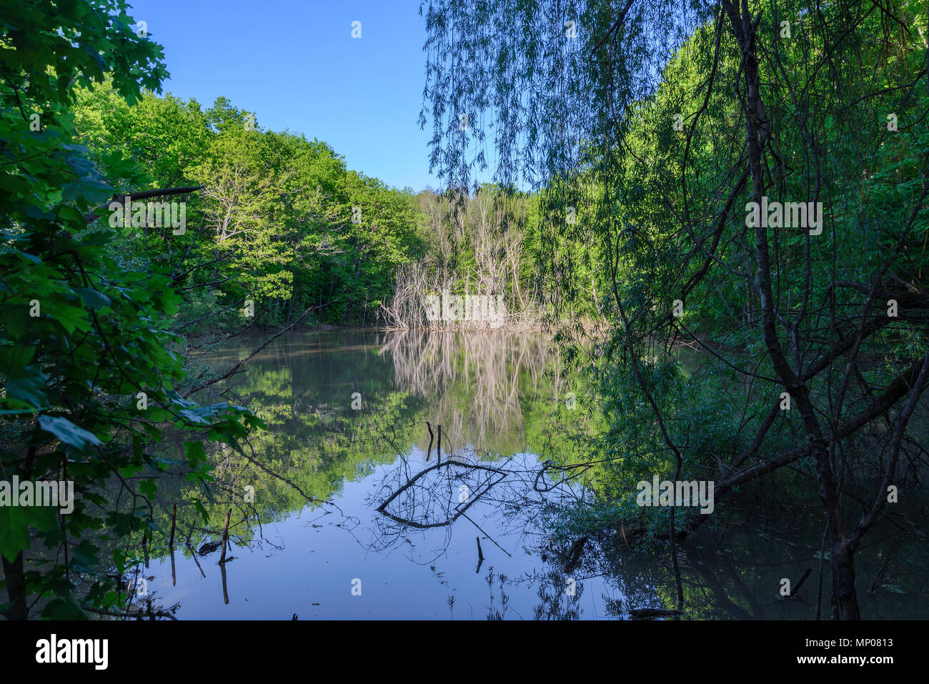 View of the forest lake through thickets Stock Photo