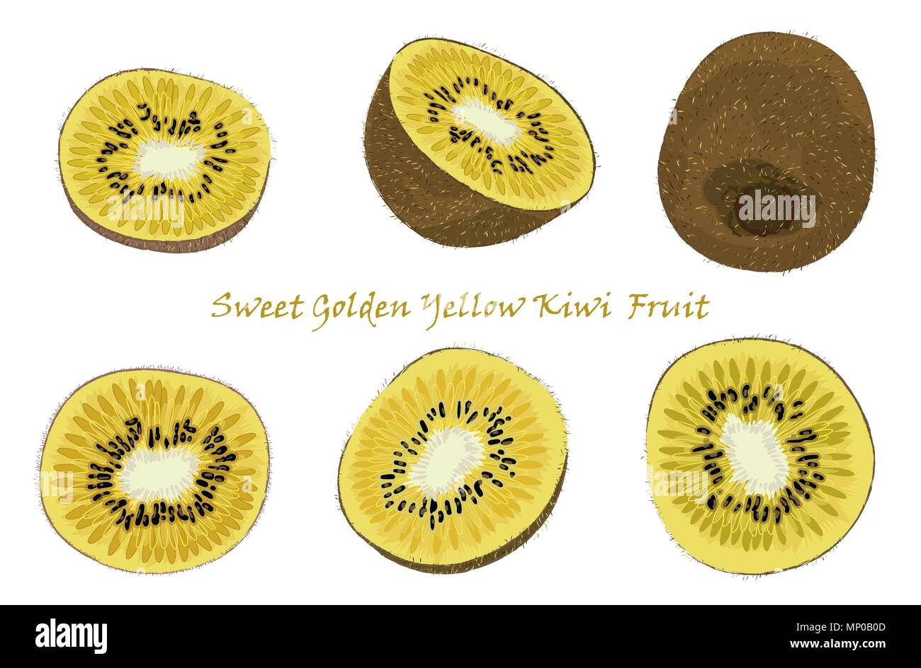 Set of hand-drawn yellow kiwi fruit, single, peeled and sliced fruits. realistic drawing, isolated on white background Stock Vector