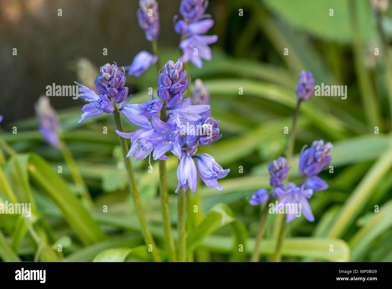 Garden bluebells Stock Photo
