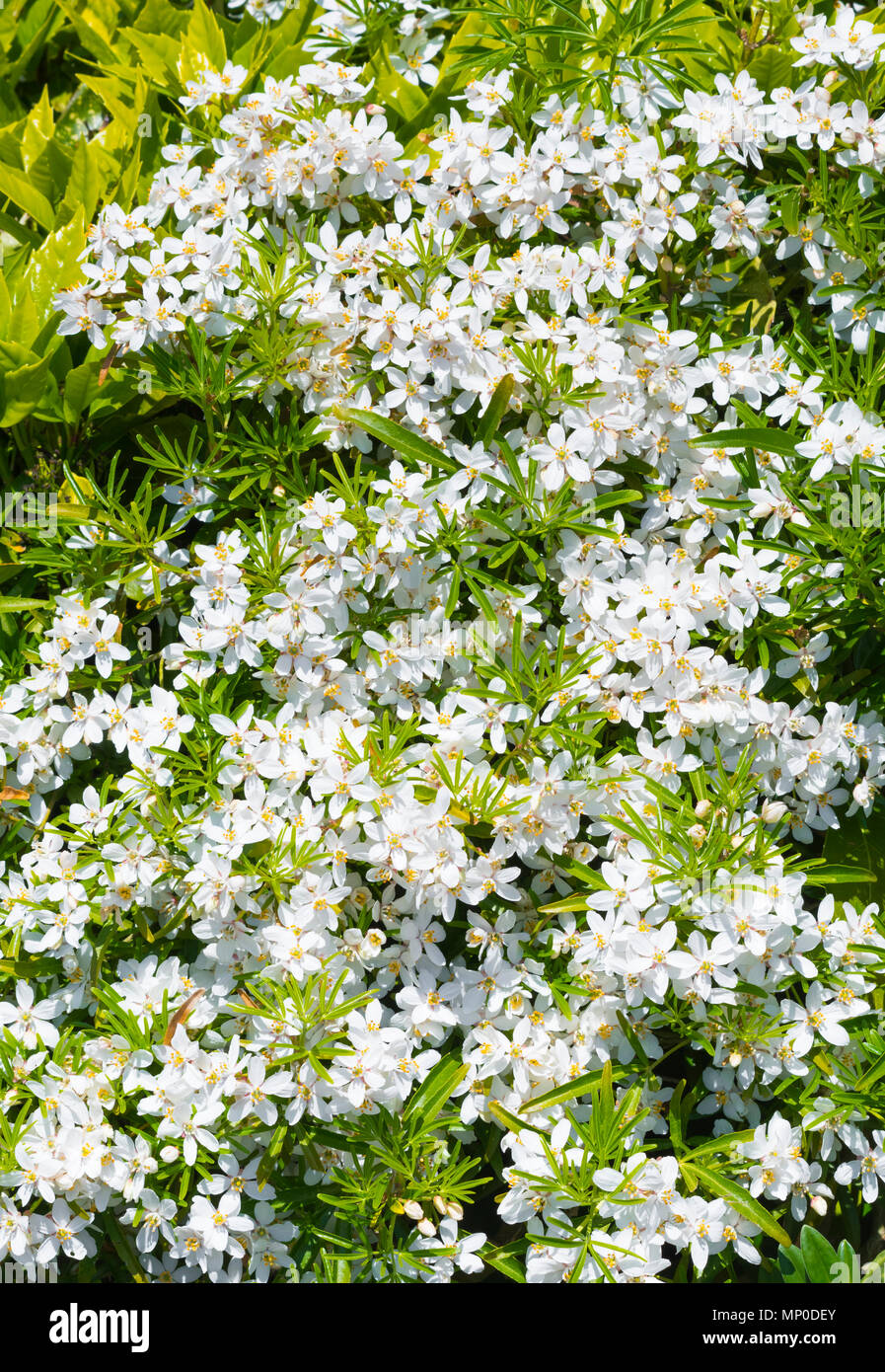 Small white flowers of the Mexican Orange Blossom (Choisya ternata) in late Spring/early Summer in West Sussex, England, UK. Portrait. Stock Photo