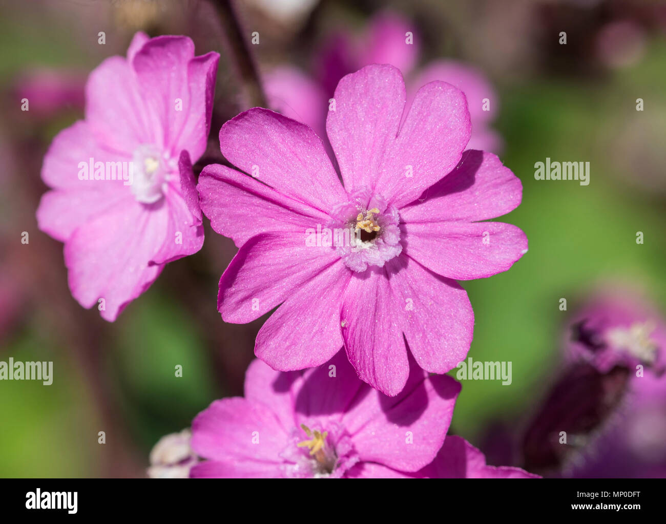 campion