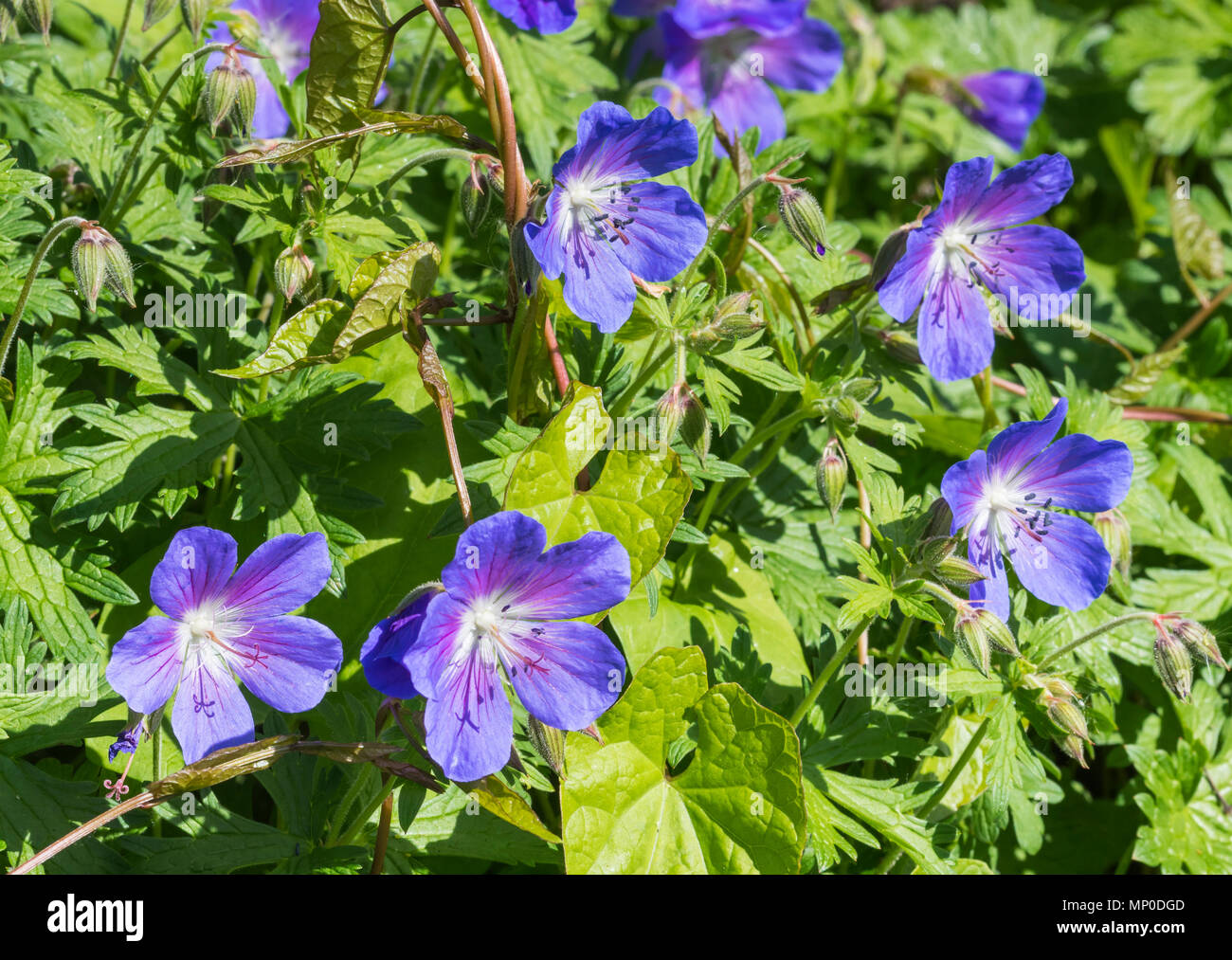 Purple Geranium, probably Meadow Cranesbill (Geranium pratense, Meadow cranesbill, Common cranesbill) flowers in late Spring in West Sussex, UK. Stock Photo