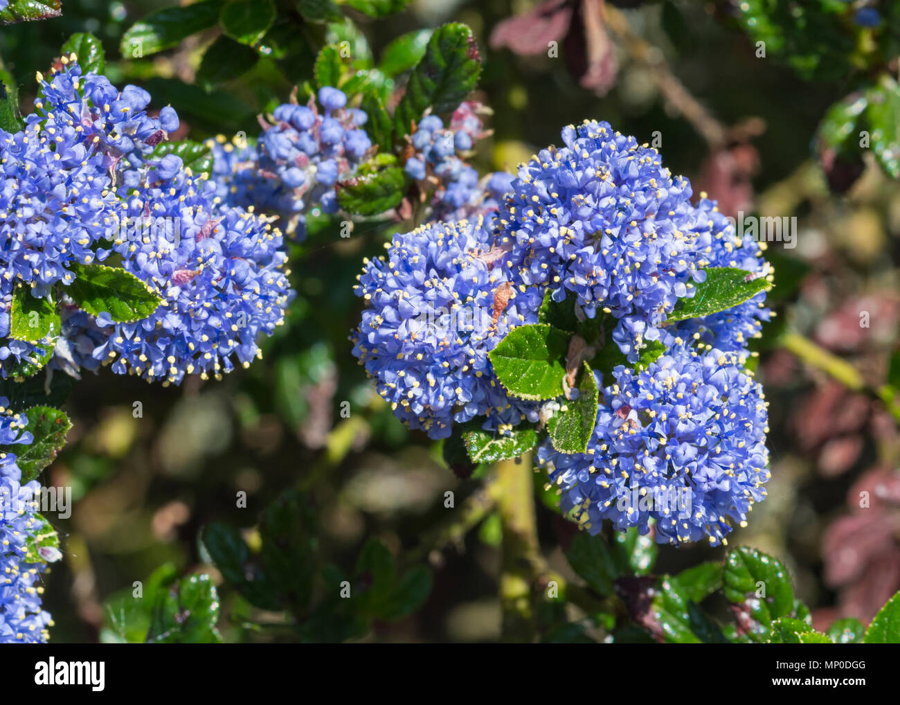 Closeup image of Californian lilac (Ceanothus), a blue flower growing in late Spring in West Sussex, England, UK. Stock Photo