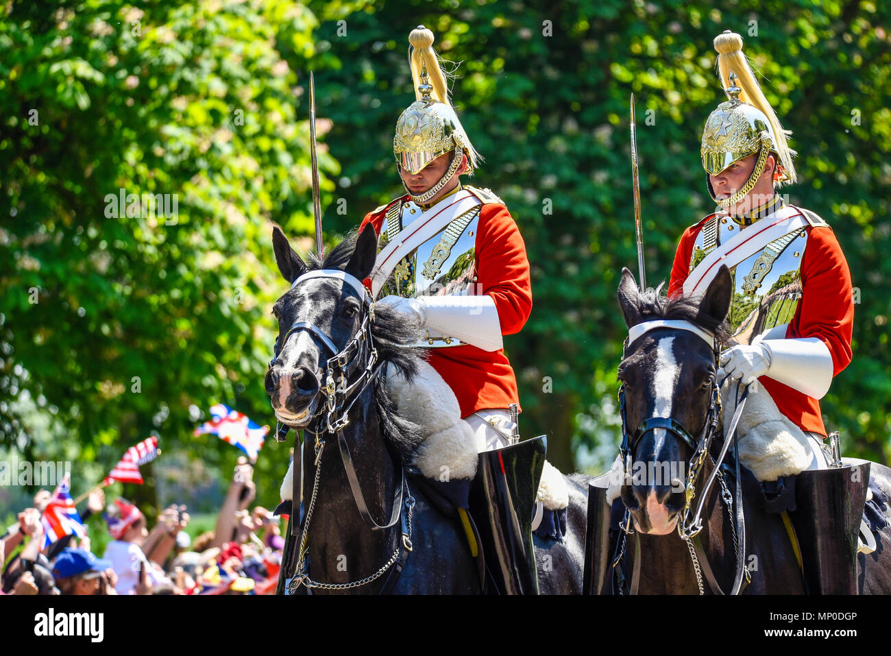 Royal Wedding. Riders of Life Guards, Household Cavalry leading the carriage procession along The Long Walk, Windsor Great Park, England. Stock Photo