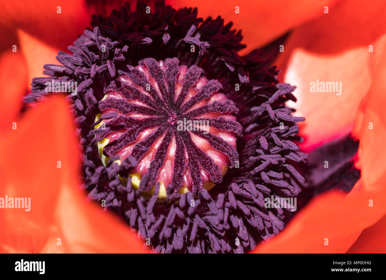 Macro closeup of a large red Oriental Poppy in late Spring in the UK. Stock Photo