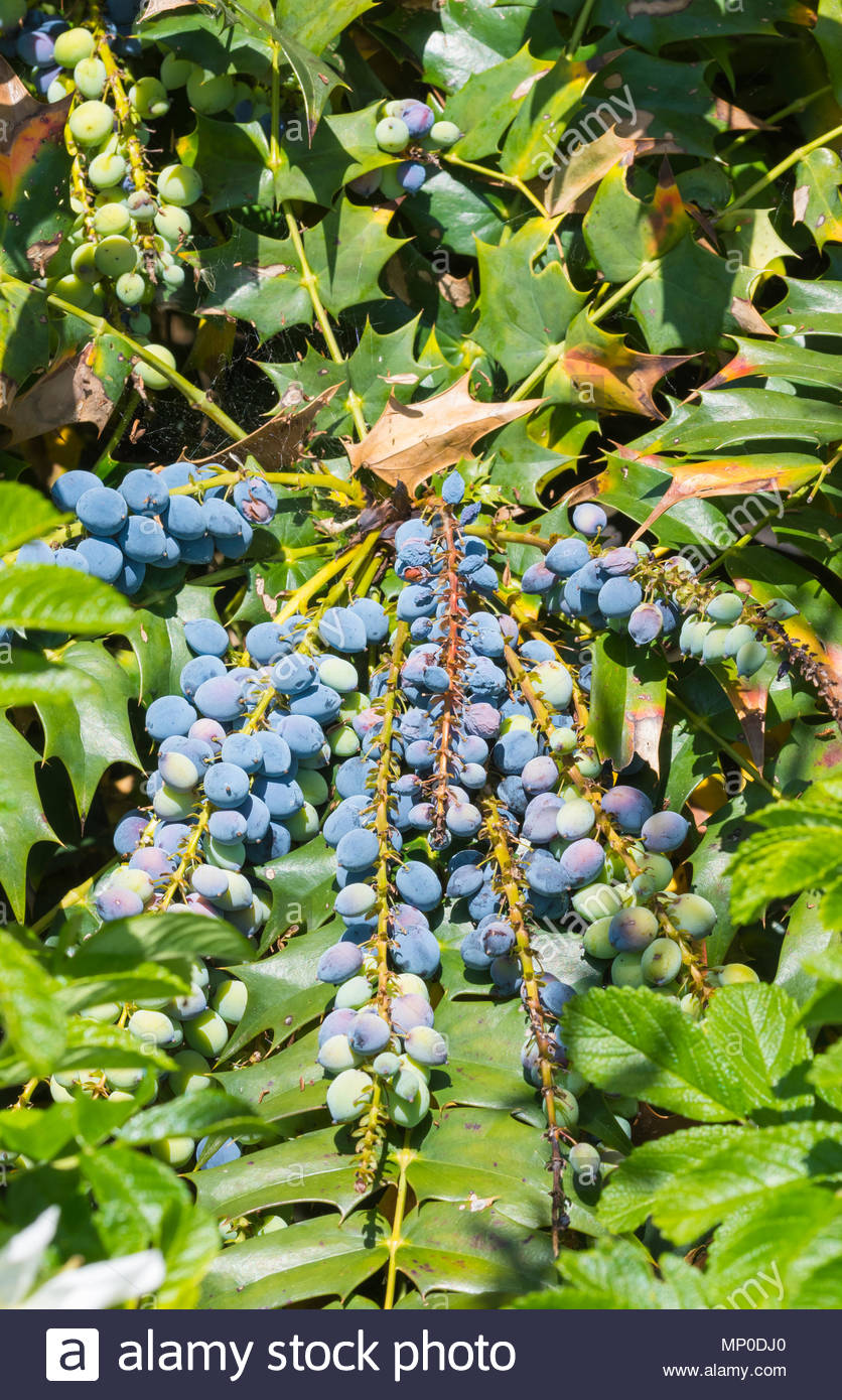 Mariette S Back To Basics Our Leatherleaf Mahonia Berberidaceae