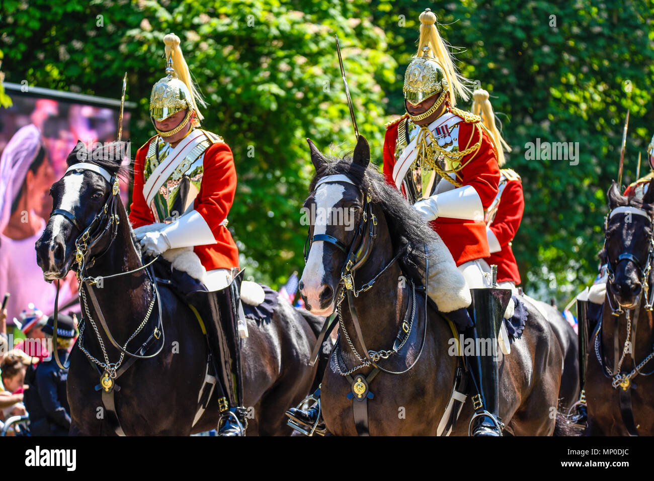 Royal Wedding. Riders of Life Guards, Household Cavalry leading the carriage procession along The Long Walk, Windsor Great Park, England. Stock Photo