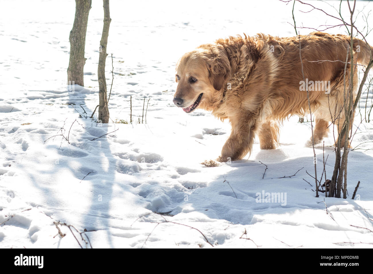 golden retriever dog winter portrait Stock Photo - Alamy