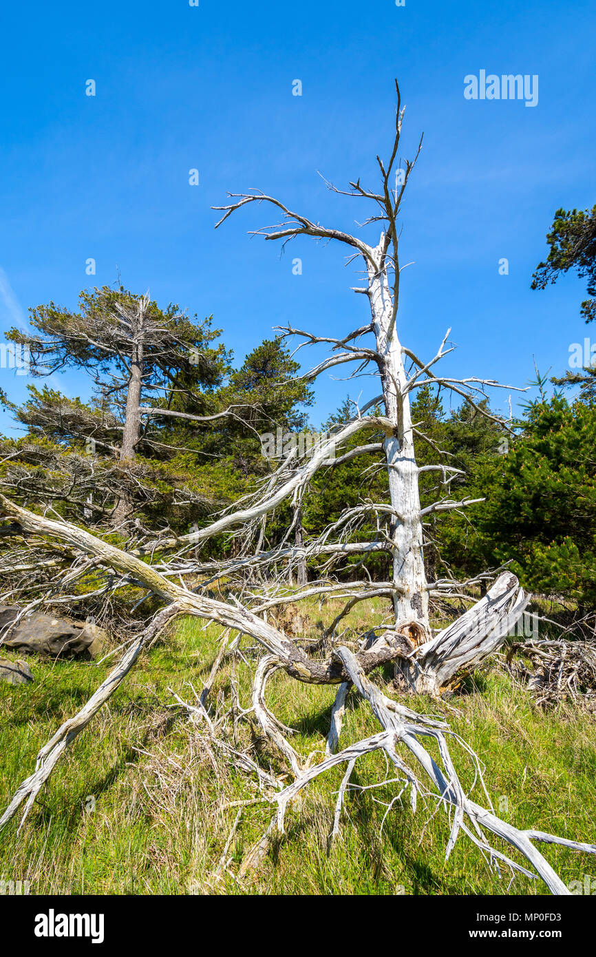 Dead sun-bleached Pine tree, Helliwell Provincial Park, Hornby Island, BC, Canada. Stock Photo