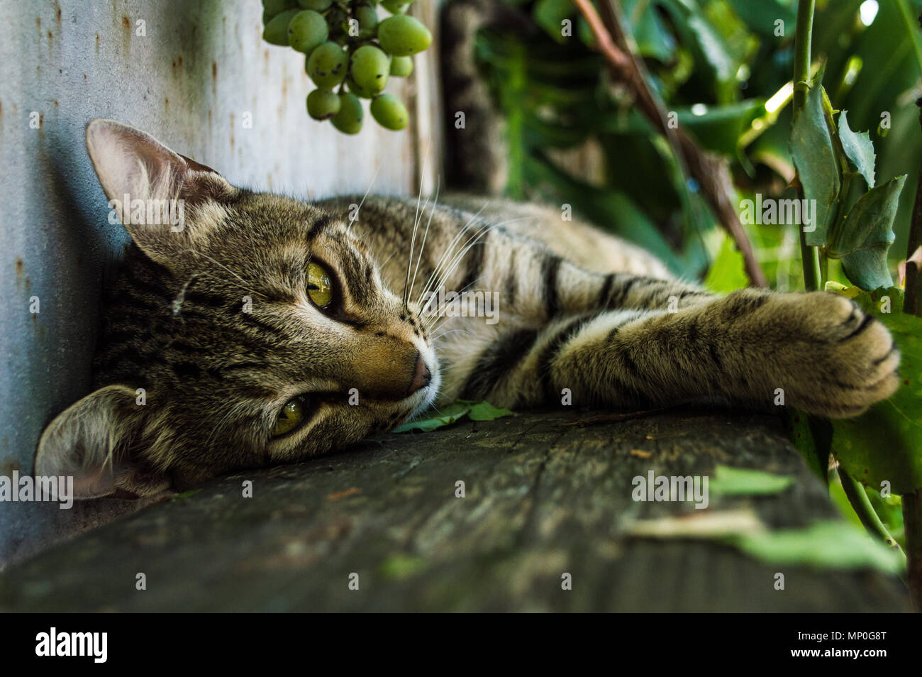 Close-up of an domestic cat Stock Photo