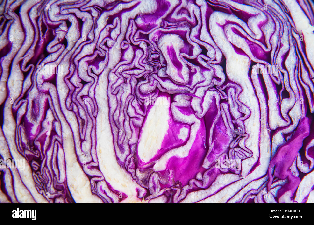 Cut red cabbage. Stock Photo