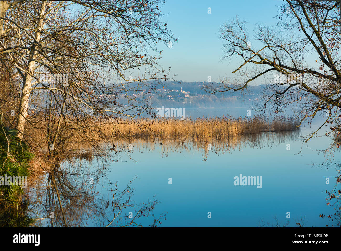 a reed bed on the lake of Varese with a hill in the background Stock Photo