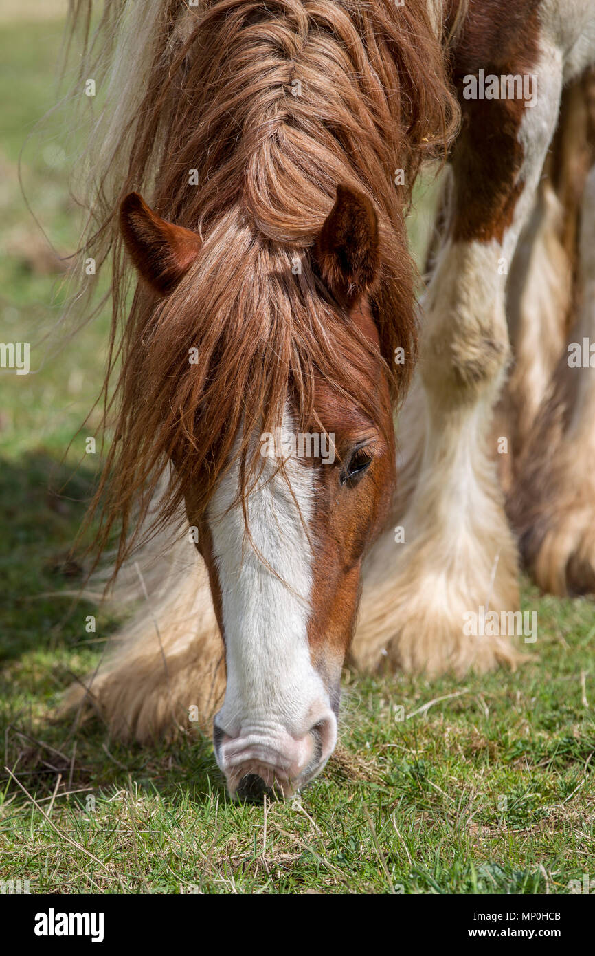 horse grazing in field Stock Photo