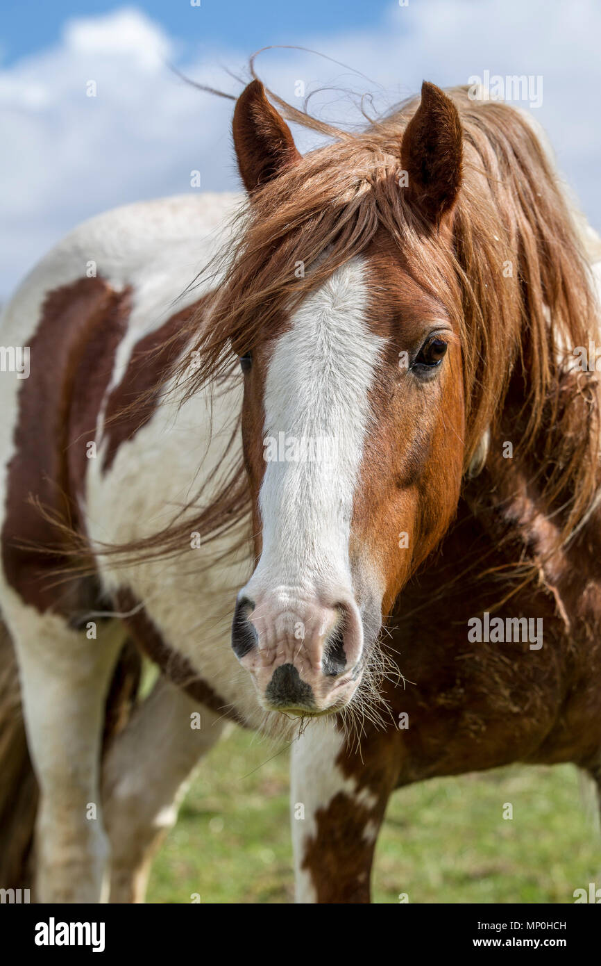 horse grazing in field Stock Photo
