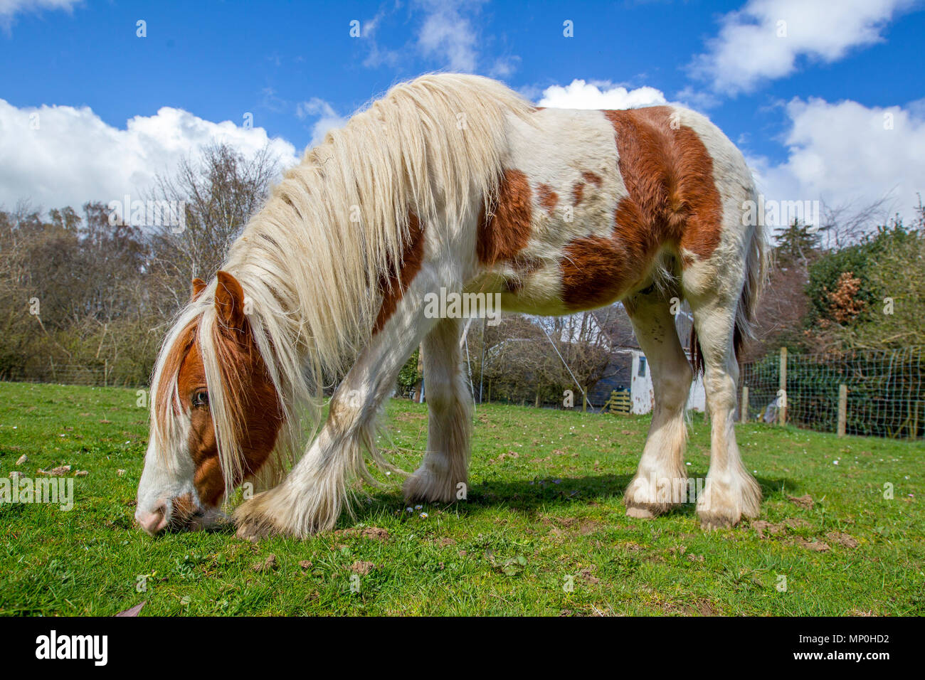 horse grazing in field Stock Photo Alamy