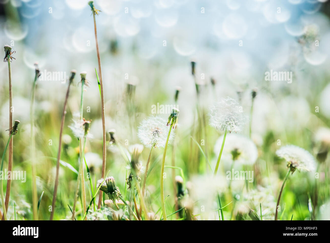 Blur field dandelions fluffy hi-res stock photography and images - Alamy