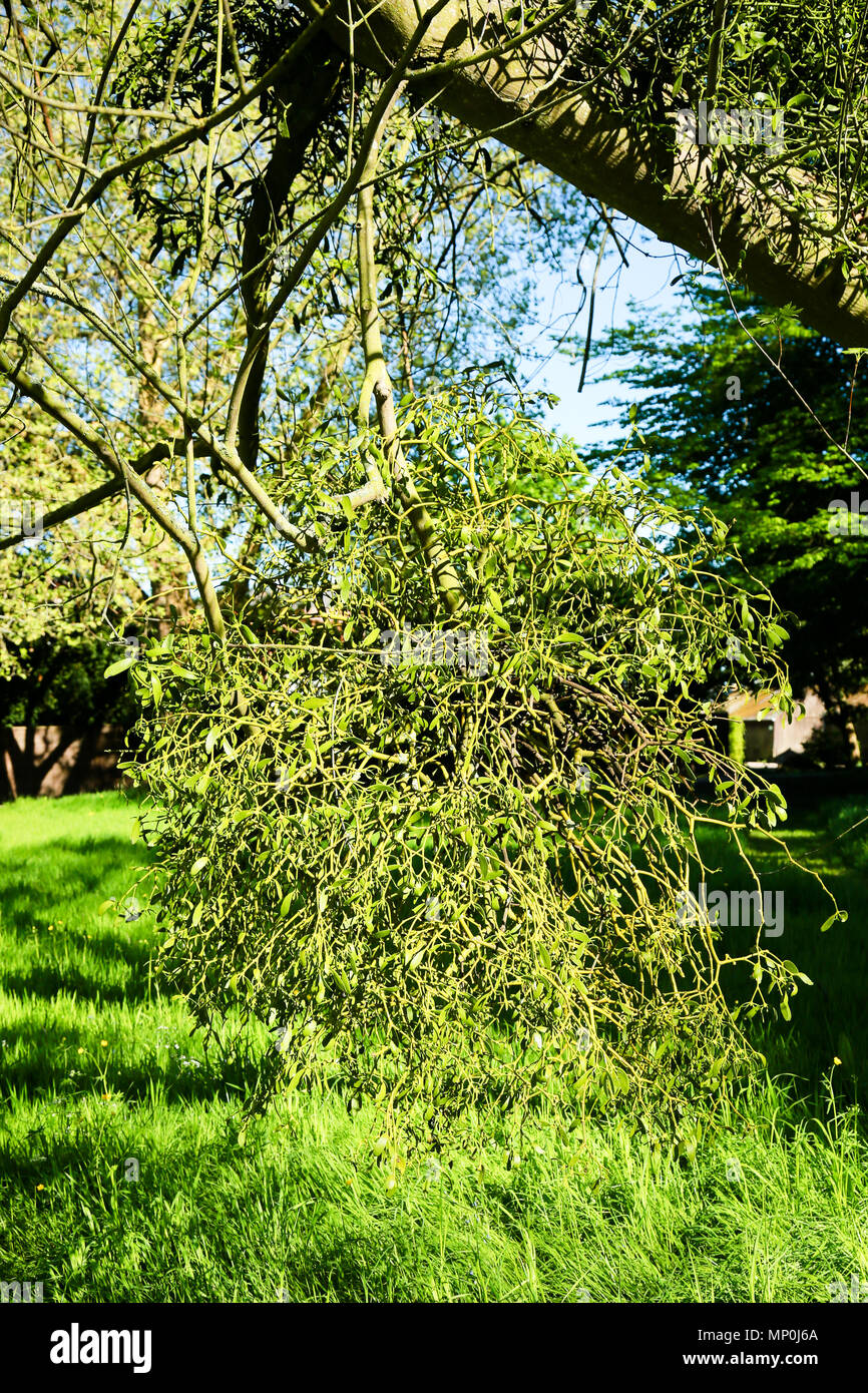 Mistletoe Balls growing wild on host trees Stock Photo
