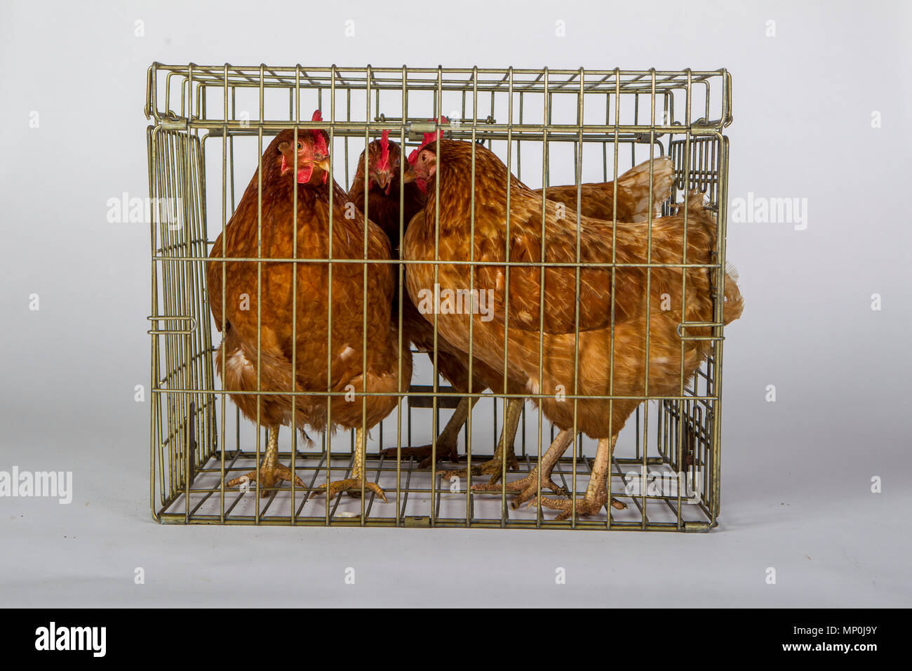 Chickens in a cage Stock Photo