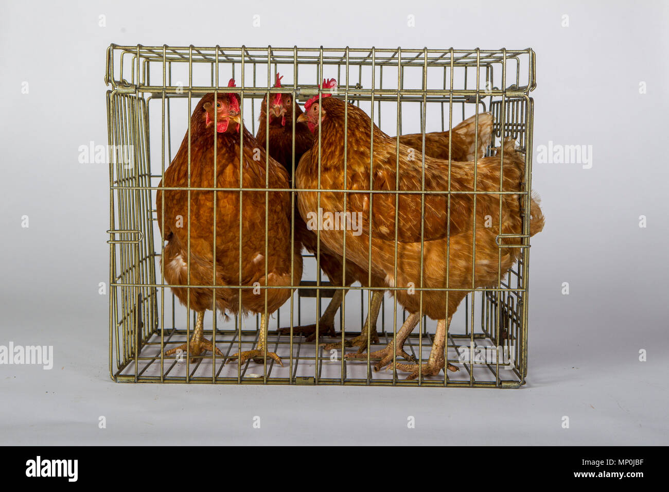 Chickens in a cage Stock Photo