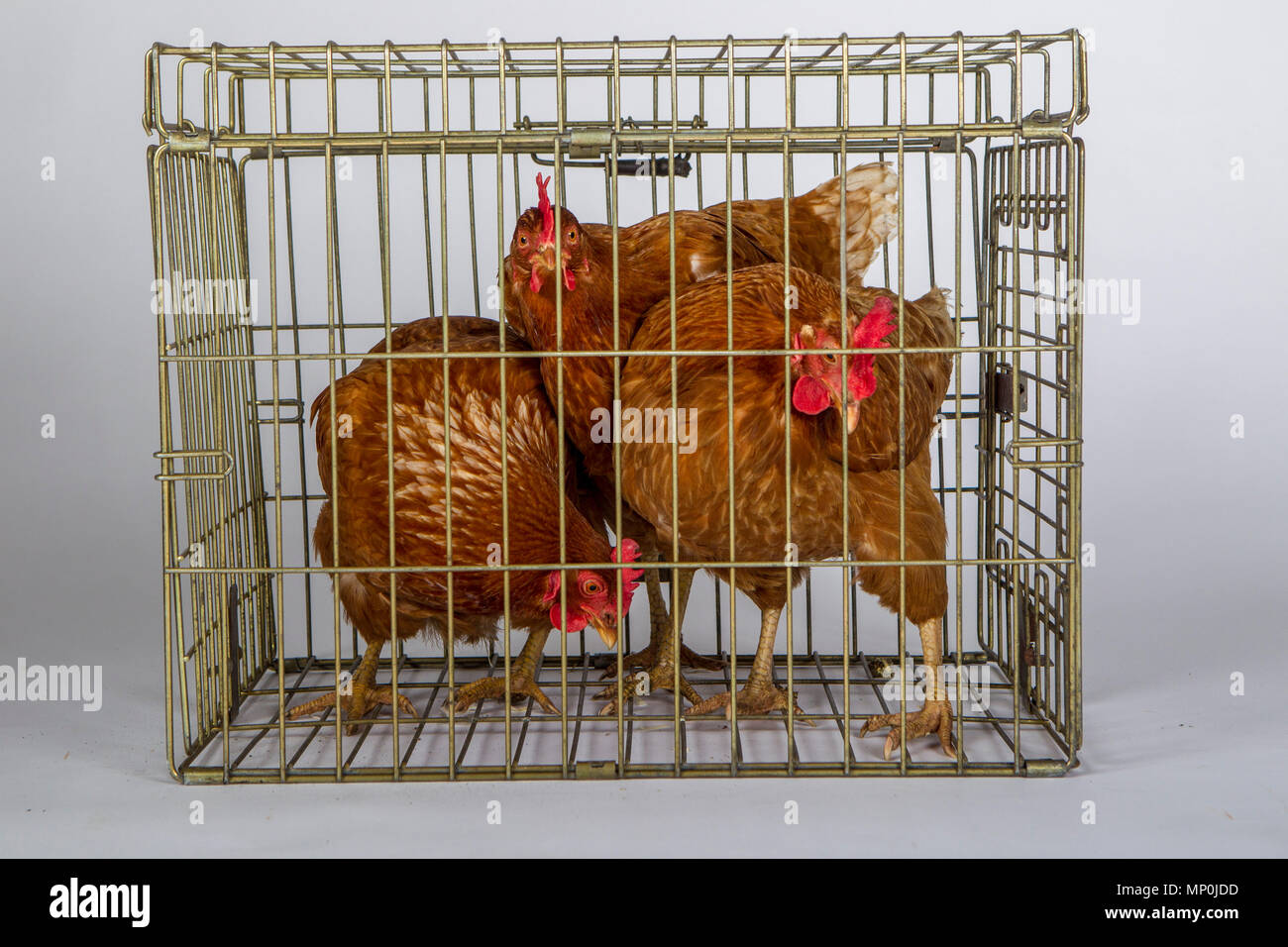 Chickens in a cage Stock Photo