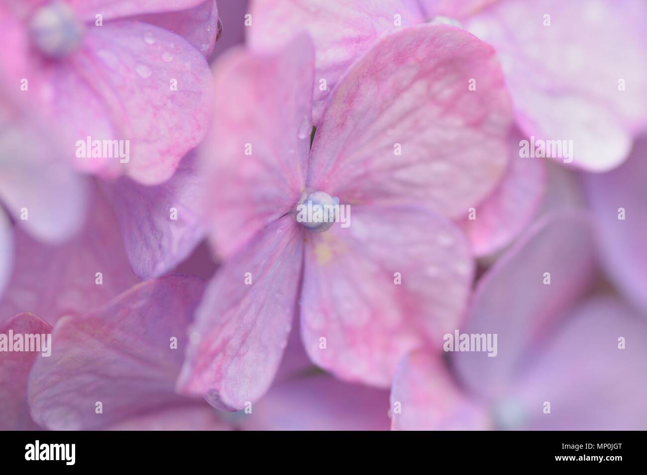 Macro texture of purple hydrangea flowers with water droplets Stock Photo