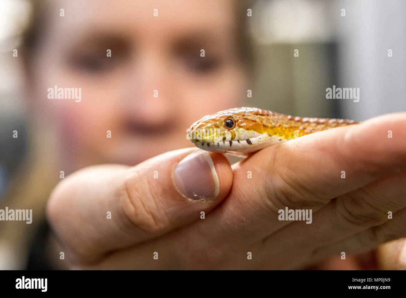 girl holding a corn snake Stock Photo