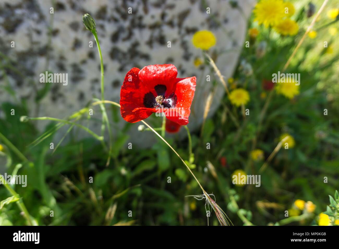 Red poppy flower in spring in a field with yellow dandelions wildflowers in the background Stock Photo