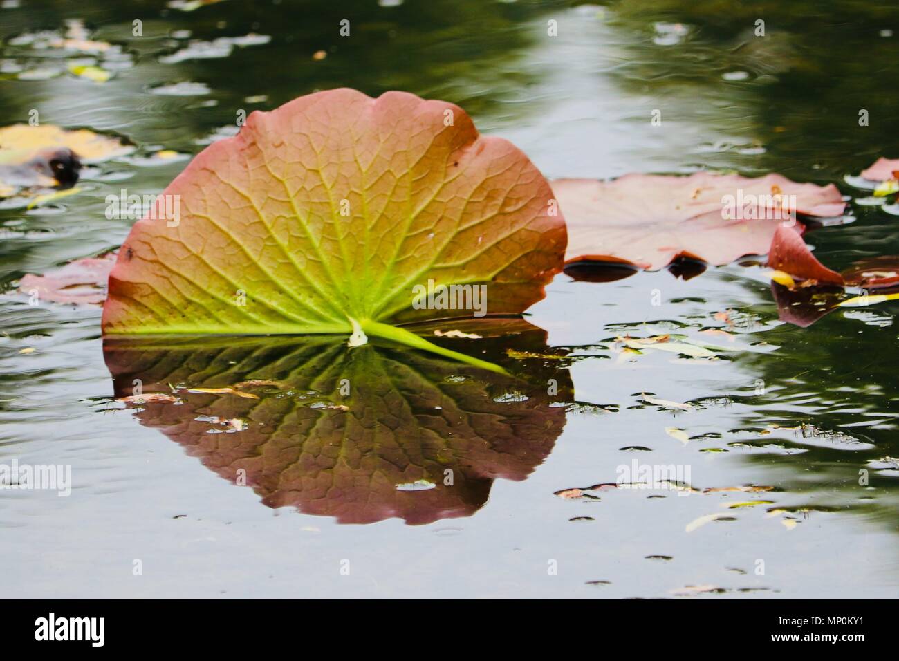 Water Lilly leafy floating On a lake in sunny weather the deep vines showing and reflecting on the water Stock Photo