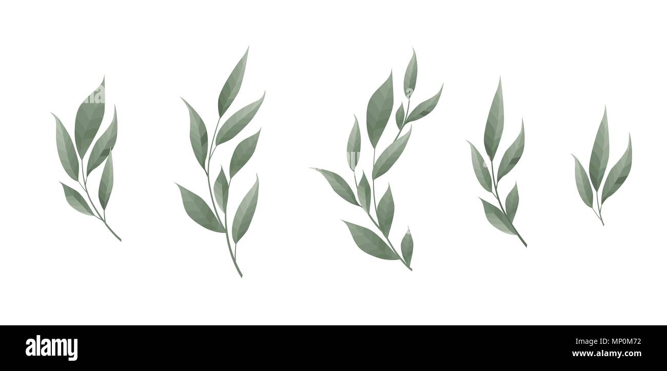 Vector set. Bay leaf. Green leaves on white background. Vector