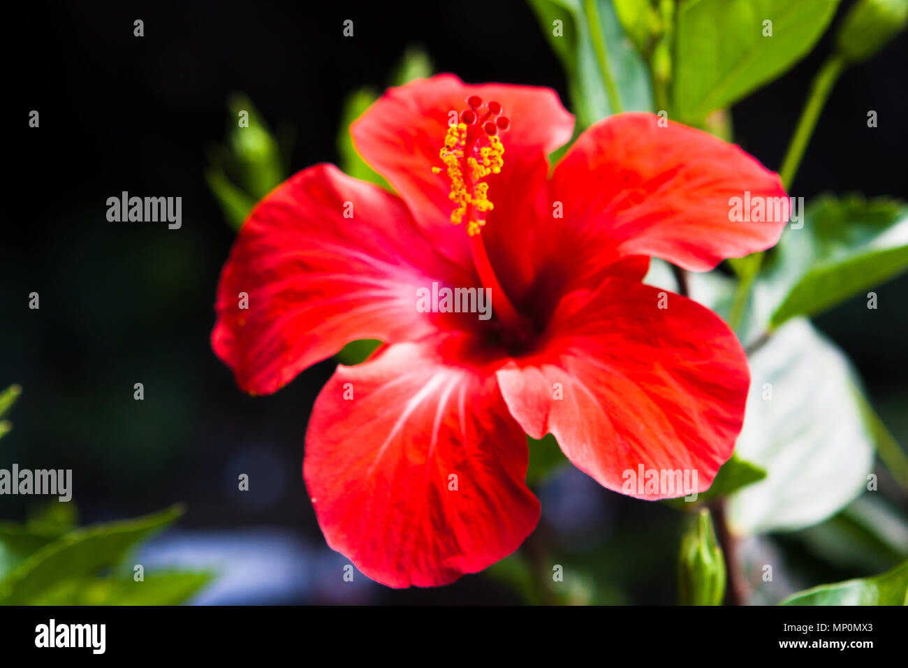 Closeup picture of a red hibiscus flower in Cueva de los Verdes caves. Lanzarote, Canary Islands, Spain. Stock Photo