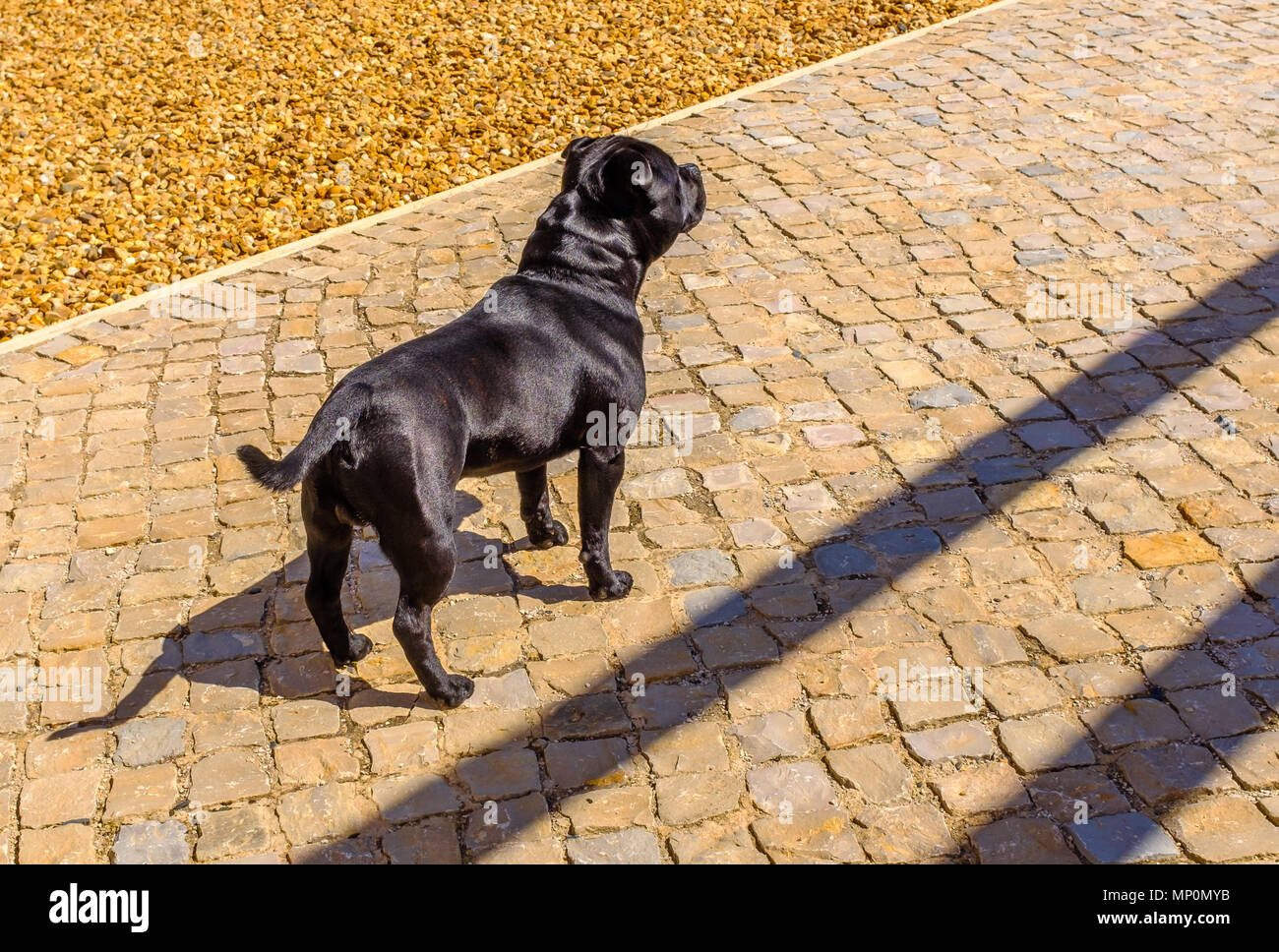 Staffordshire Bull Terrier dog standing in profile looking ahead. he has a black silky coat, fur he is not wearing a collar. He is muscular and strong Stock Photo