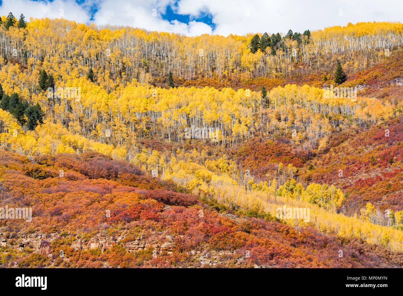 Aspen grove over rolling hills of Colorado in Autumn Stock Photo