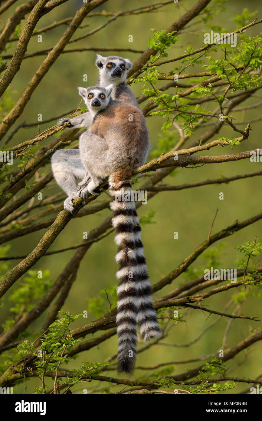 Ring-tailed Lemur - Lemur catta, beautiful lemur from Southern Madagascar forests. Stock Photo