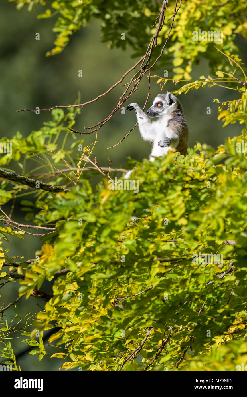 Ring-tailed Lemur - Lemur catta, beautiful lemur from Southern