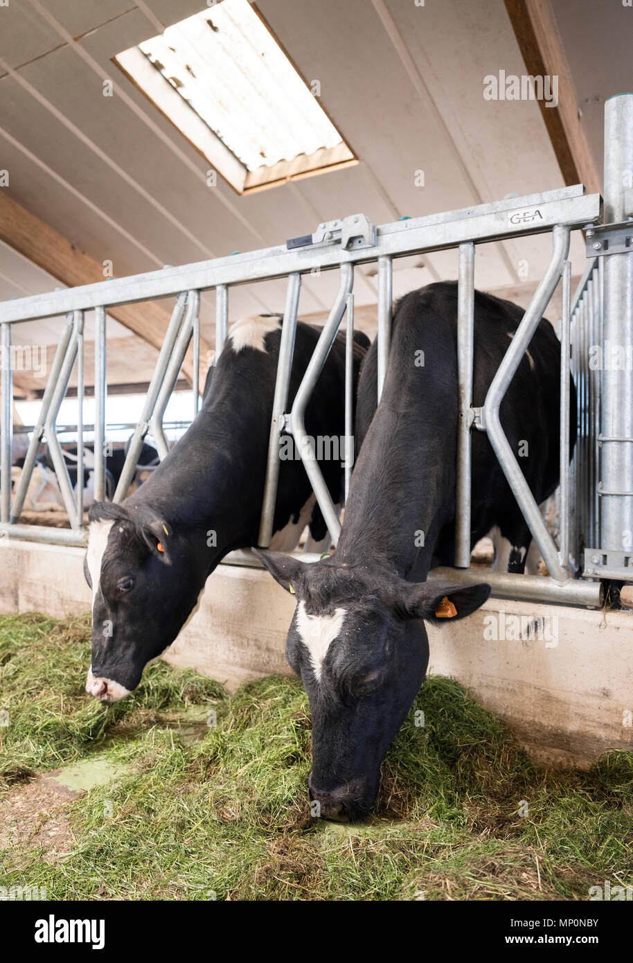 two black cows feed on grass inside barn on dutch farm in holland Stock