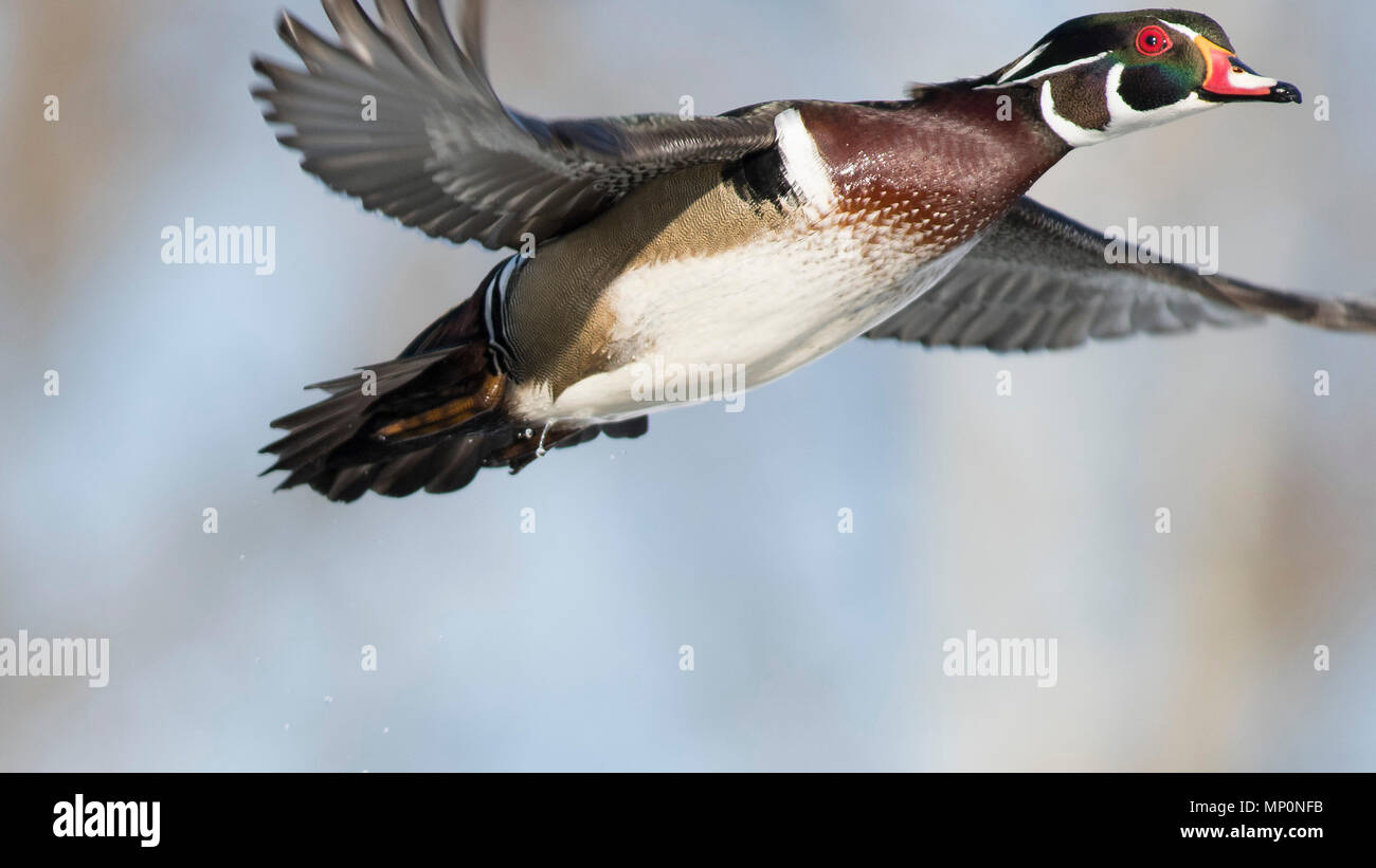 Wood duck flying hires stock photography and images Alamy