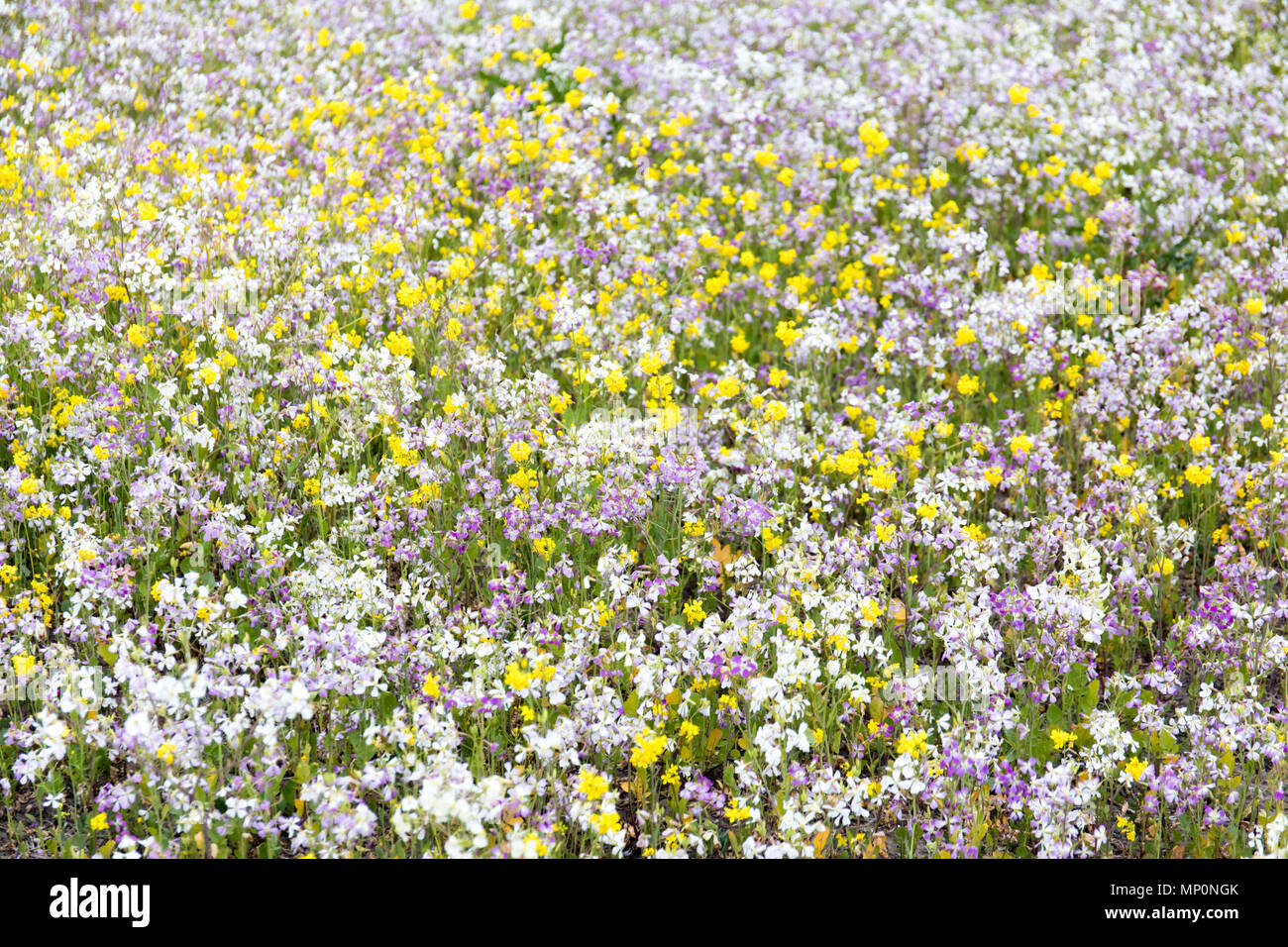California Wildflowers in Bloom Stock Photo Alamy