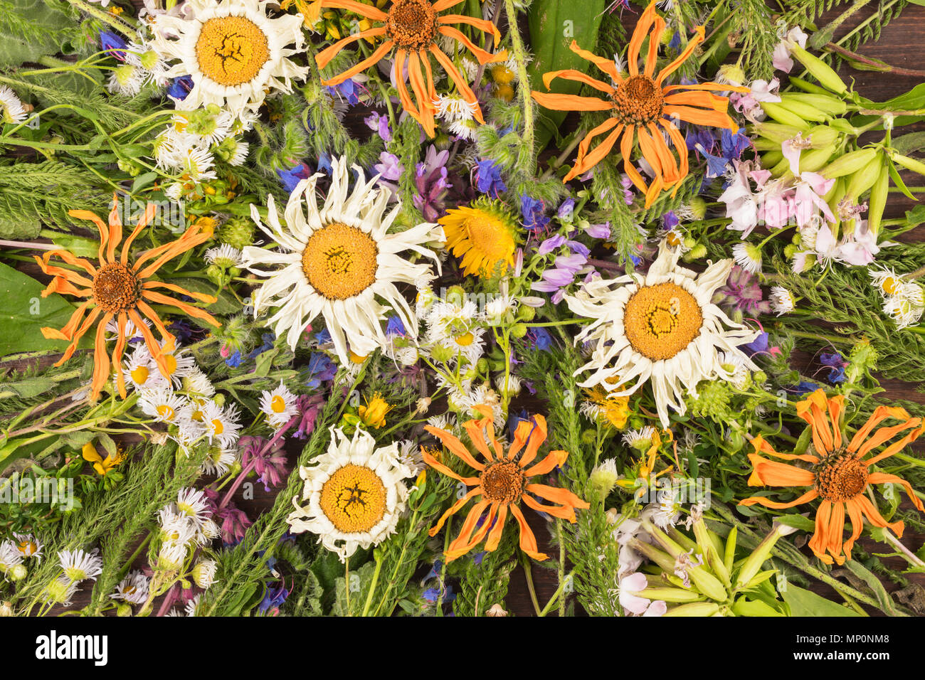 Background made from dry and fresh wildflowers. View from above Stock