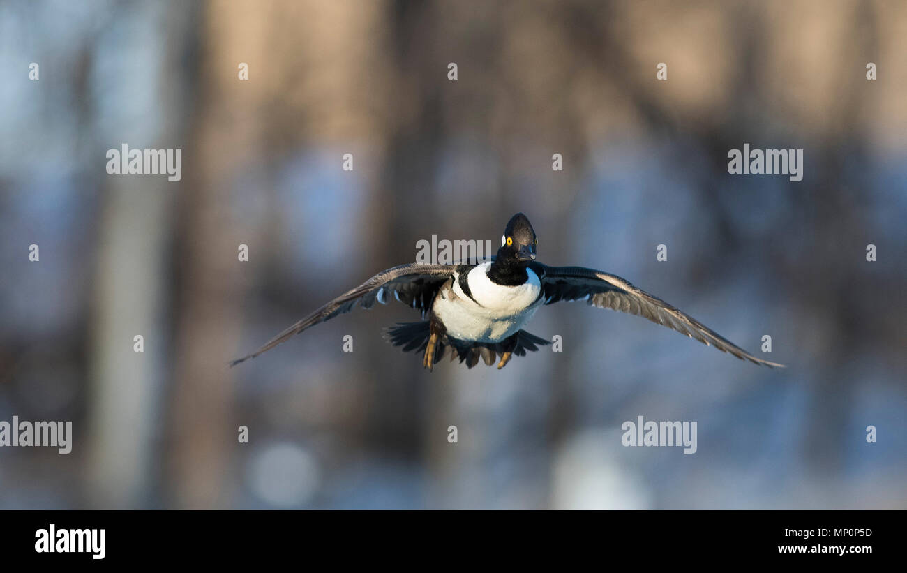 Spring Drake Ing Drake Hooded Merganser in the spring Stock Photo - Alamy