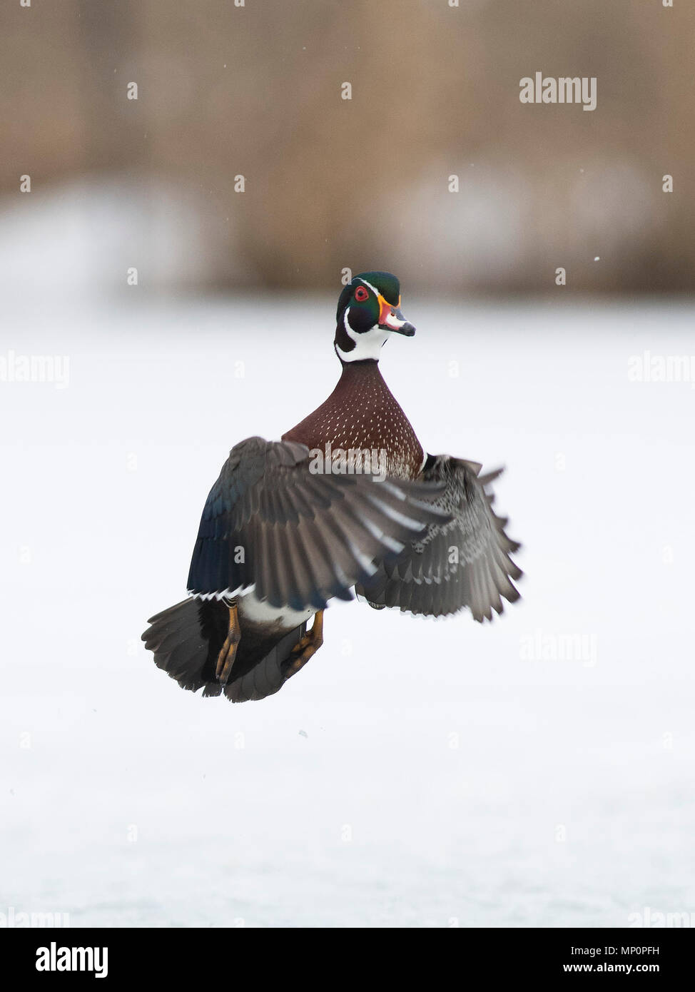 Wood Ducks in the winter in Minnesota Stock Photo Alamy